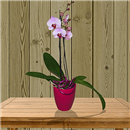 /fileuploads/Produtos/Plantas Naturais/thumb__Isisflor_Choice_Orquidea_01.png